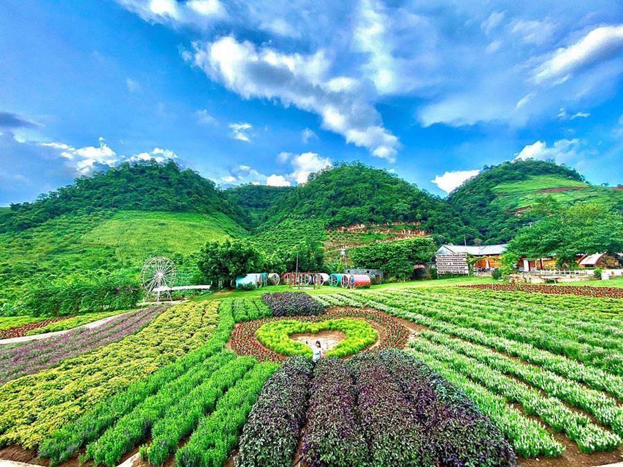 Kinh nghiệm đi du lịch Mộc Châu